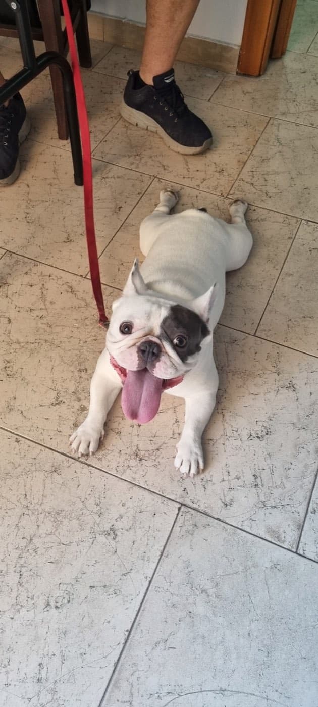 L'oasi dei cuccioli — Toelettatura cani e gatti