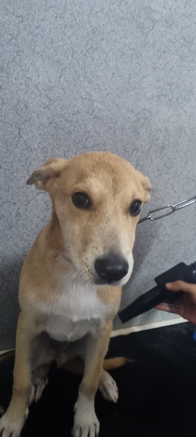 L'oasi dei cuccioli — Toelettatura cani e gatti