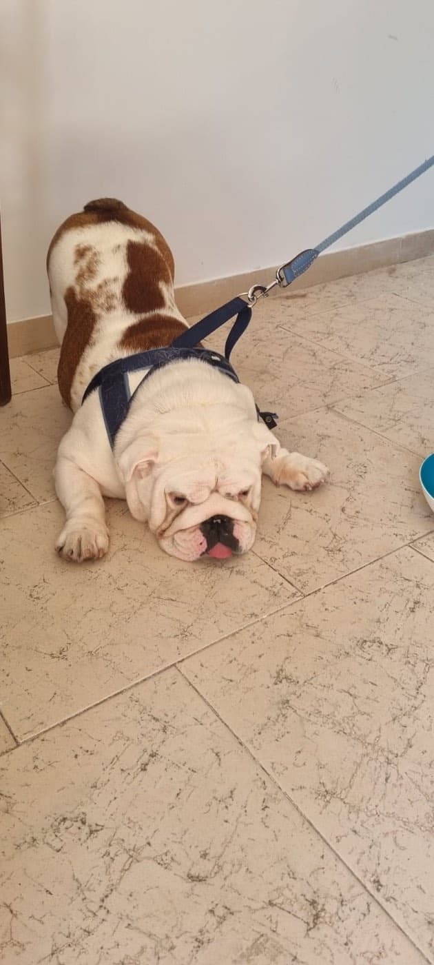 L'oasi dei cuccioli — Toelettatura cani e gatti