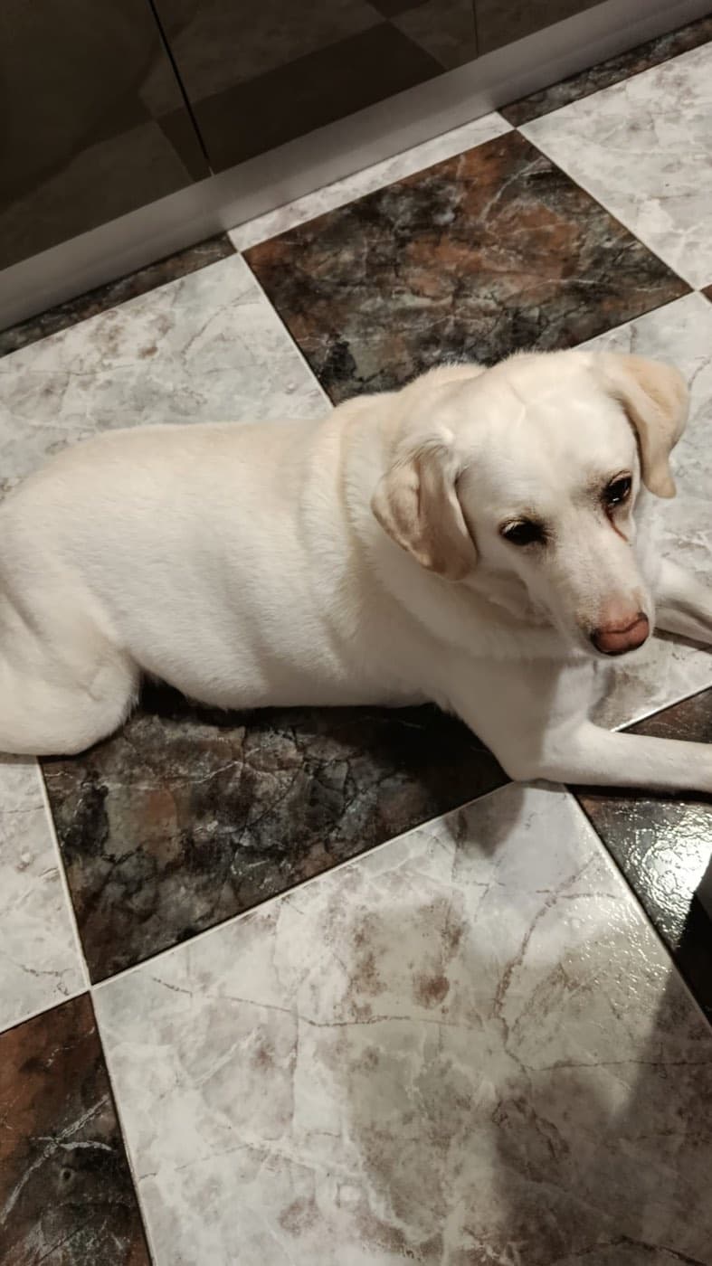 L'oasi dei cuccioli — Toelettatura cani e gatti