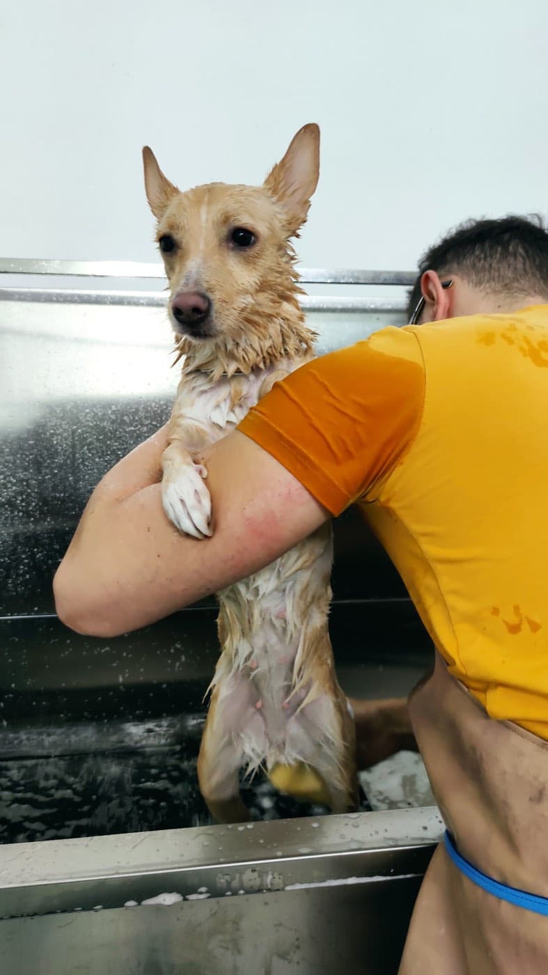 L'oasi dei cuccioli — Toelettatura cani e gatti