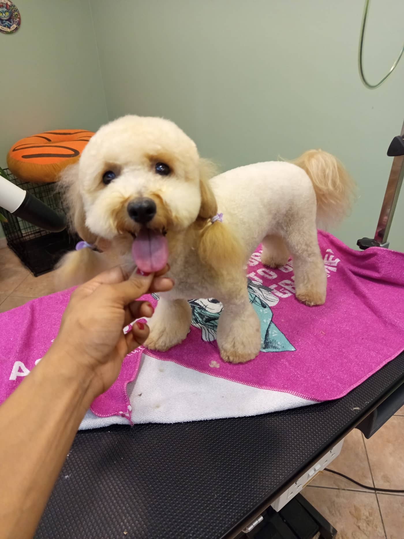 Abracadabra Grooming — Toelettatura cani