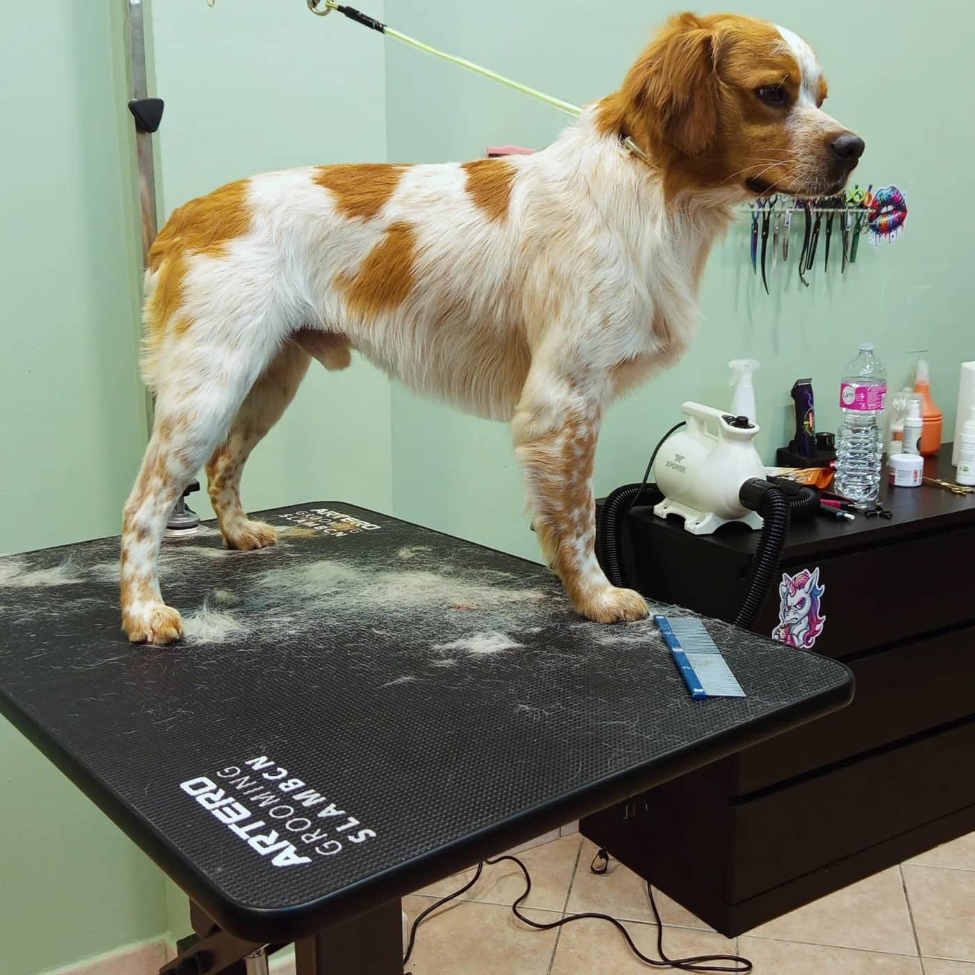 Abracadabra Grooming — Toelettatura cani