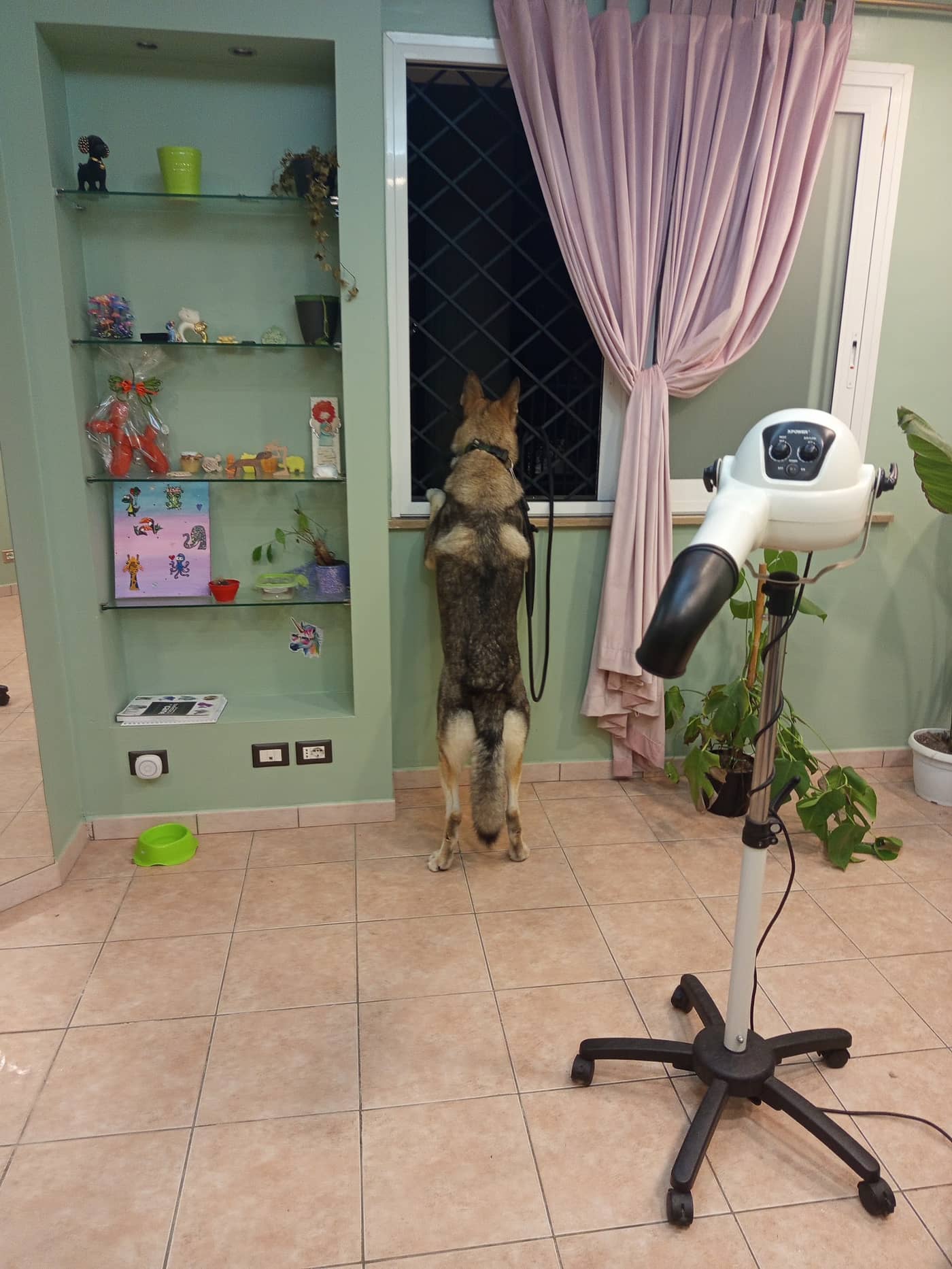 Abracadabra Grooming — Toelettatura cani