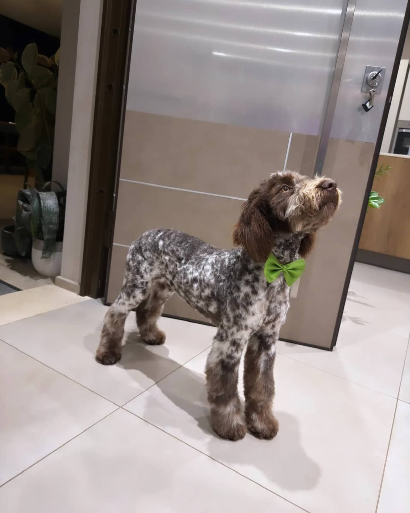 Abracadabra Grooming — Toelettatura cani