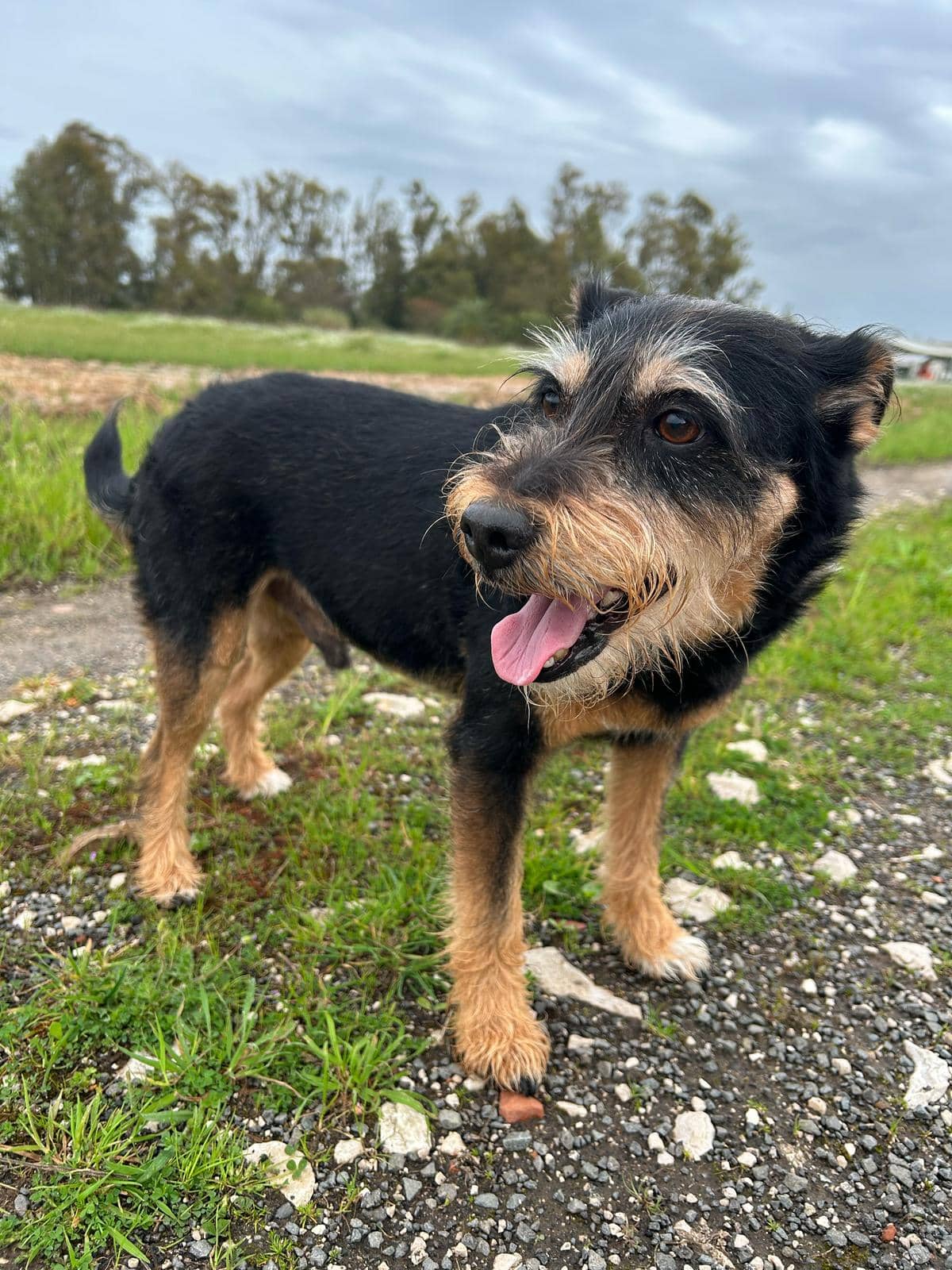 Abracadabra Grooming — Toelettatura cani