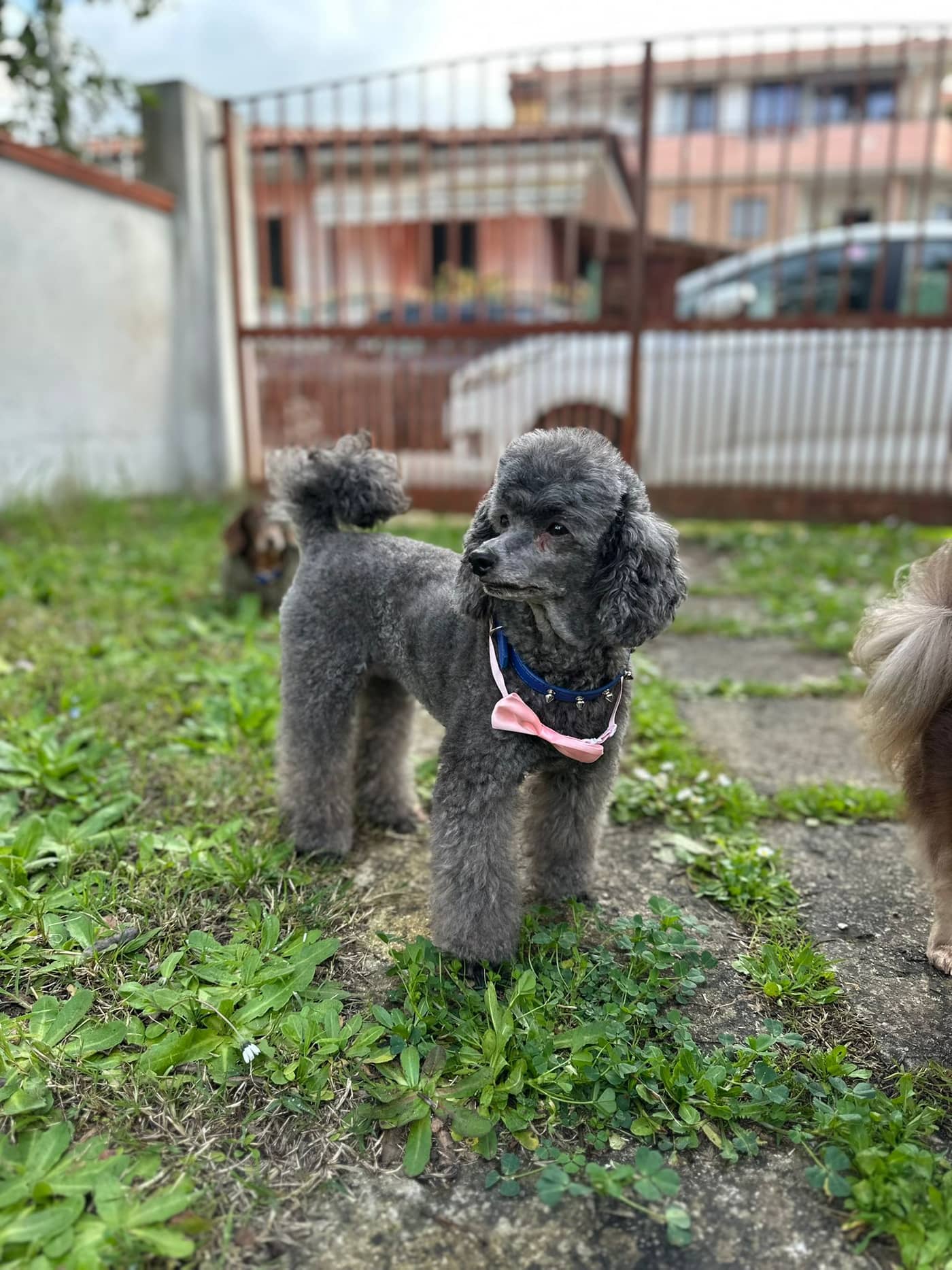 Abracadabra Grooming — Toelettatura cani
