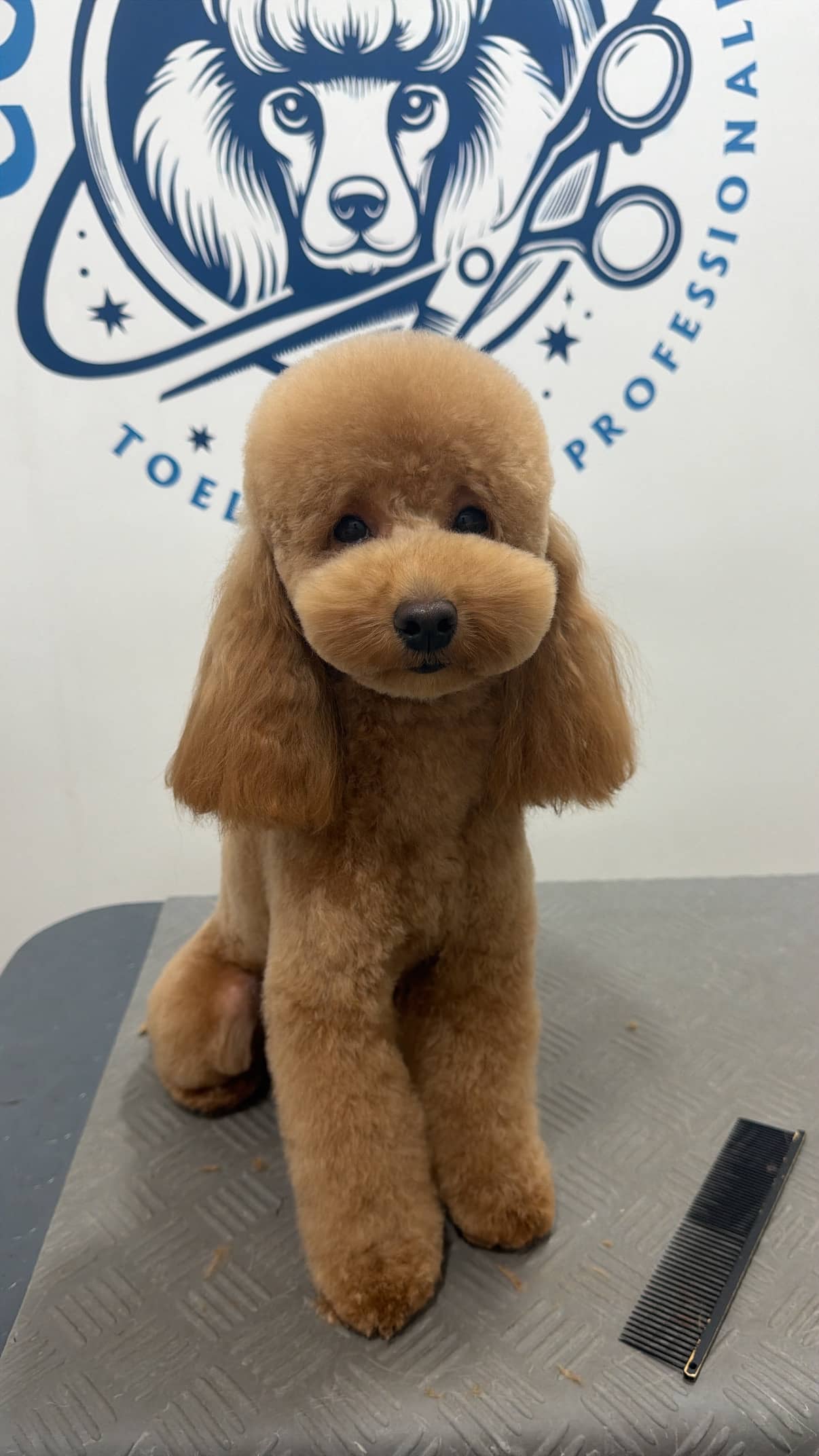 Cosmo Dog Toelettatura — Toelettatura cani