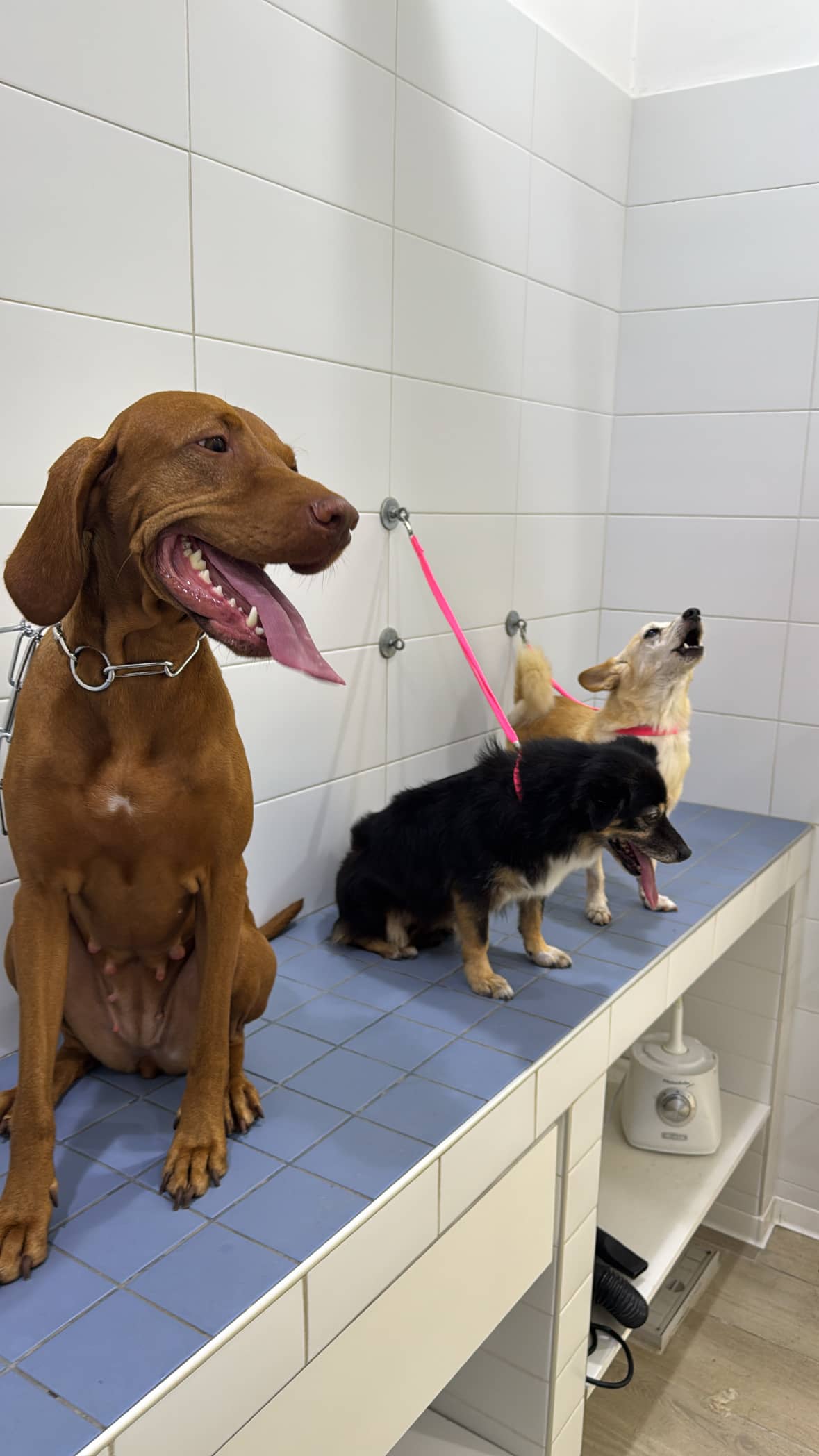Cosmo Dog Toelettatura — Toelettatura cani