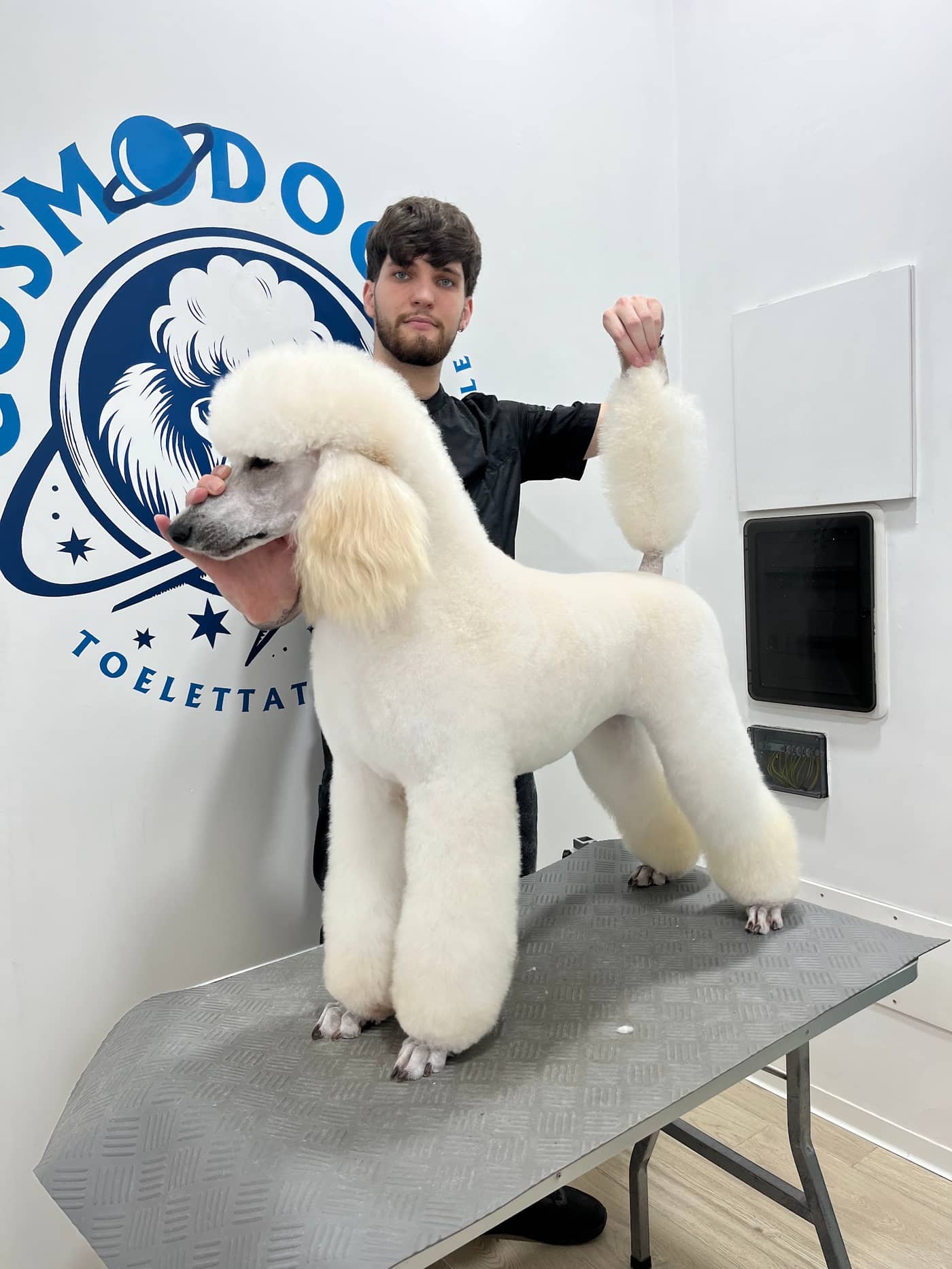 Cosmo Dog Toelettatura — Toelettatura cani