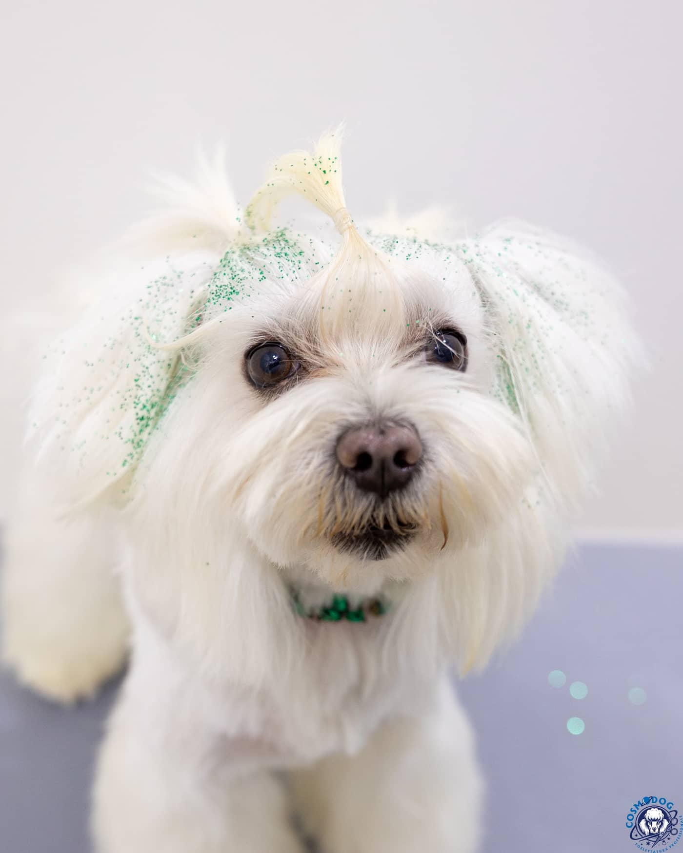 Cosmo Dog Toelettatura — Toelettatura cani