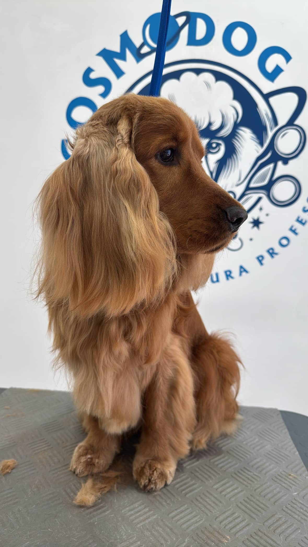 Cosmo Dog Toelettatura — Toelettatura cani