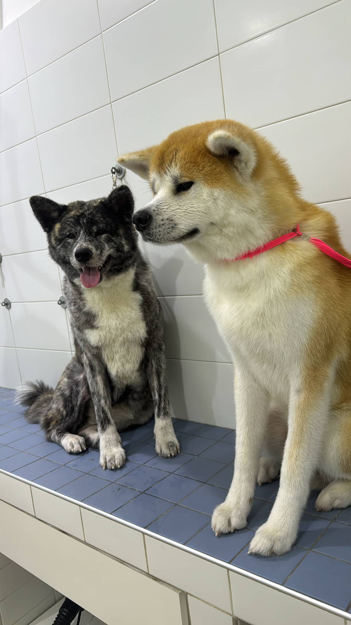 Cosmo Dog Toelettatura — Toelettatura cani