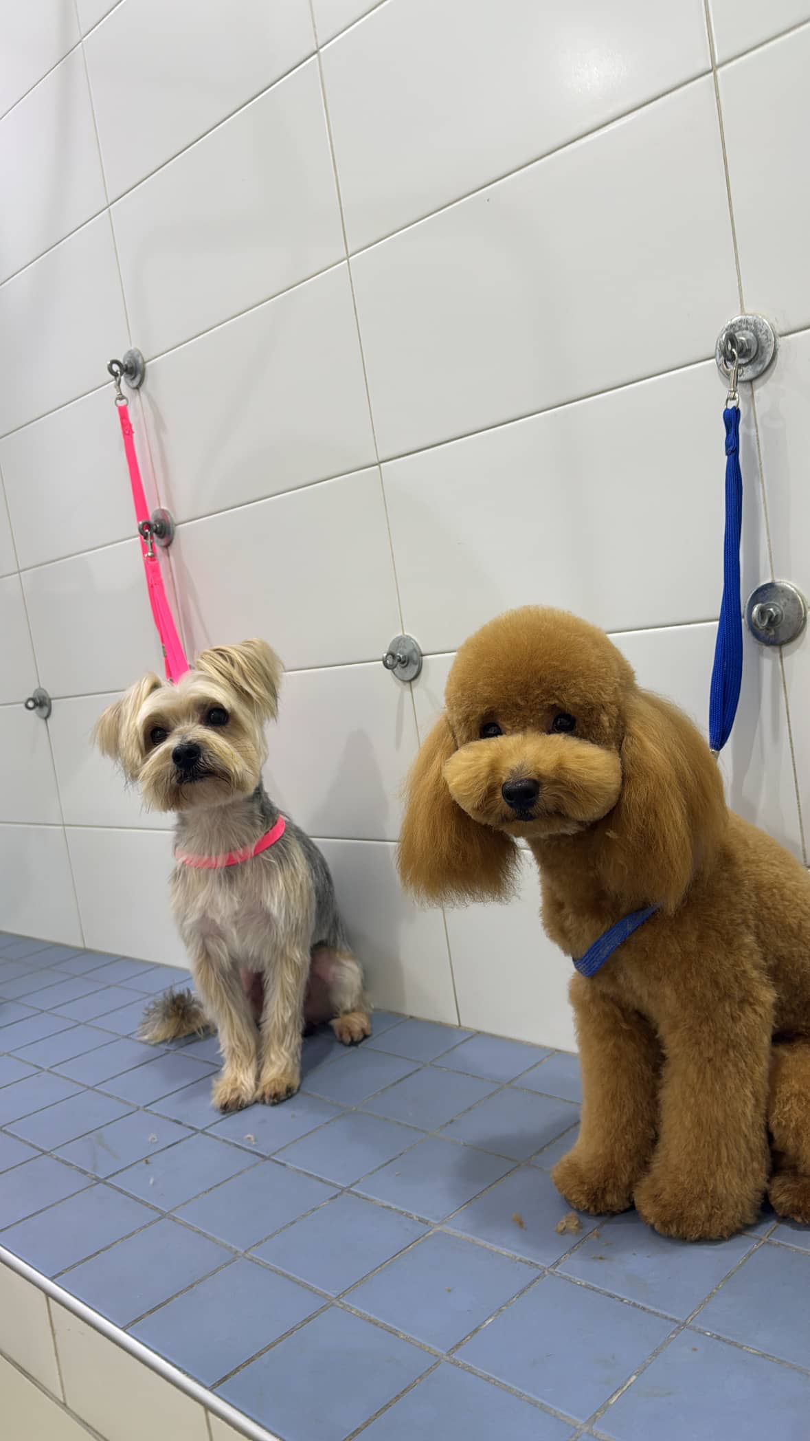Cosmo Dog Toelettatura — Toelettatura cani