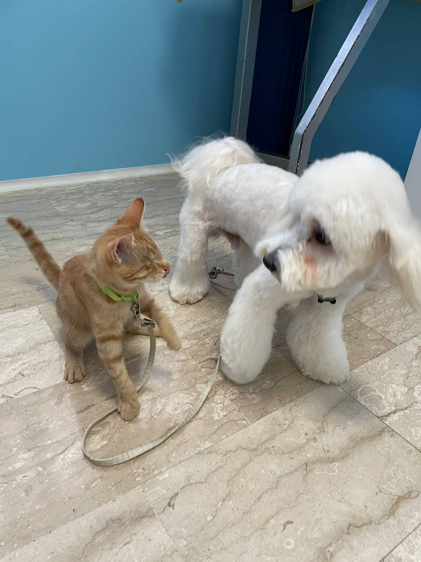 Federica Fashion Pet — Toelettatura e negozio animali domestici