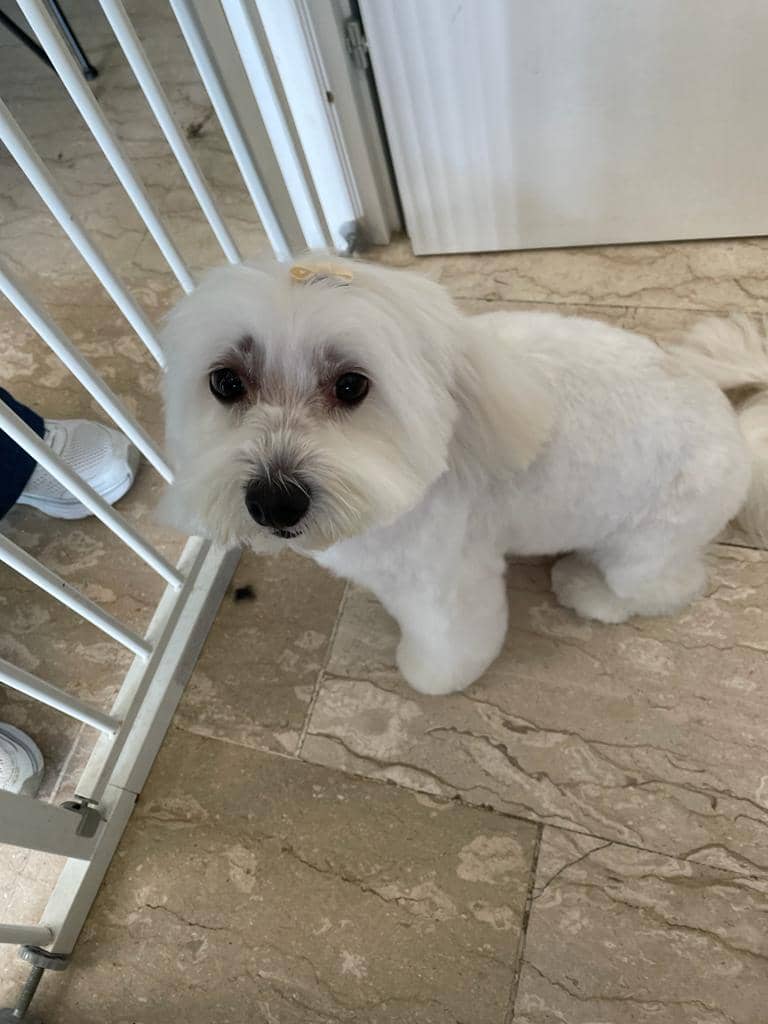 Federica Fashion Pet — Toelettatura e negozio animali domestici