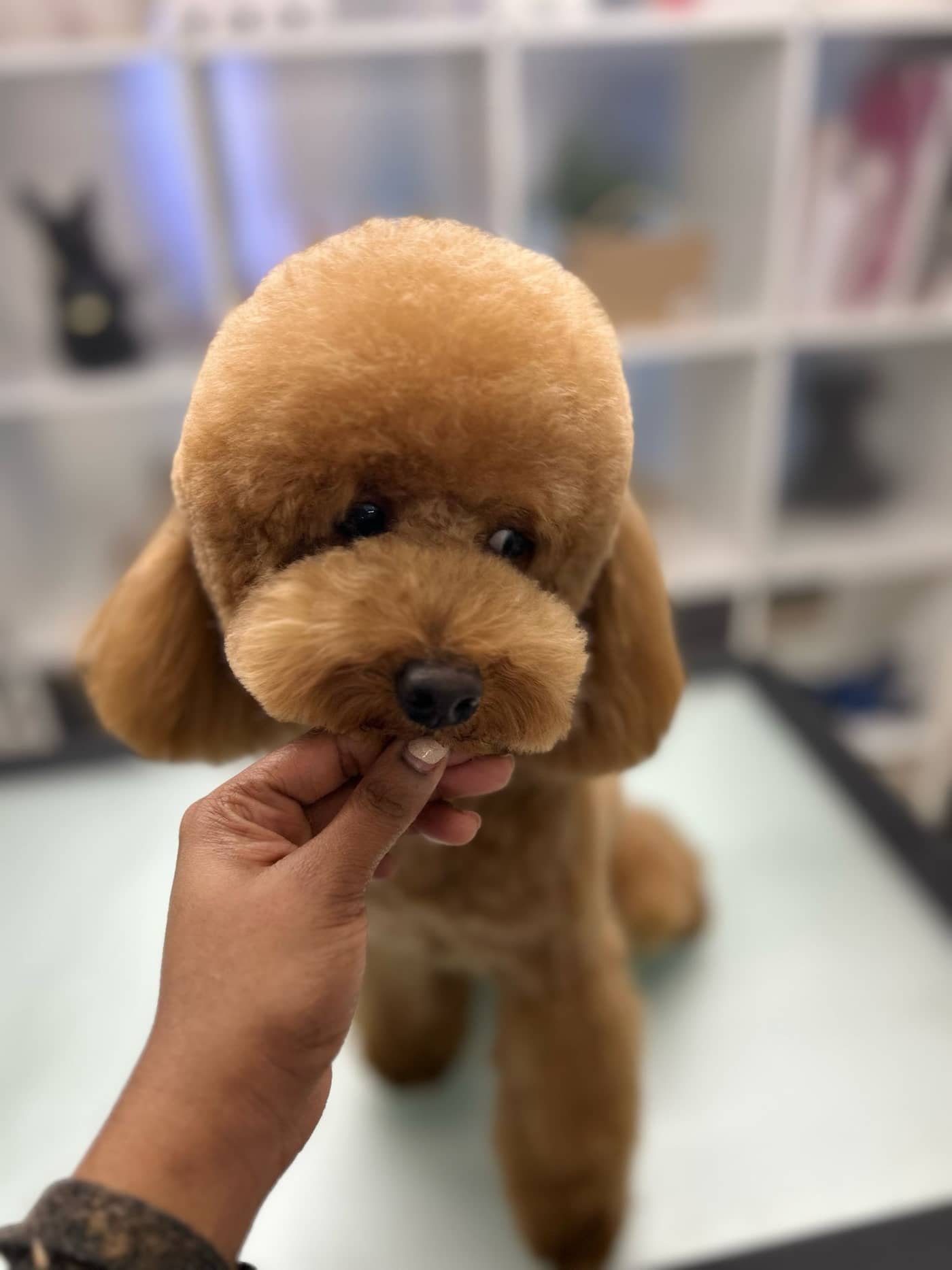 Groomer — Toelettatura e negozio per animali domestici