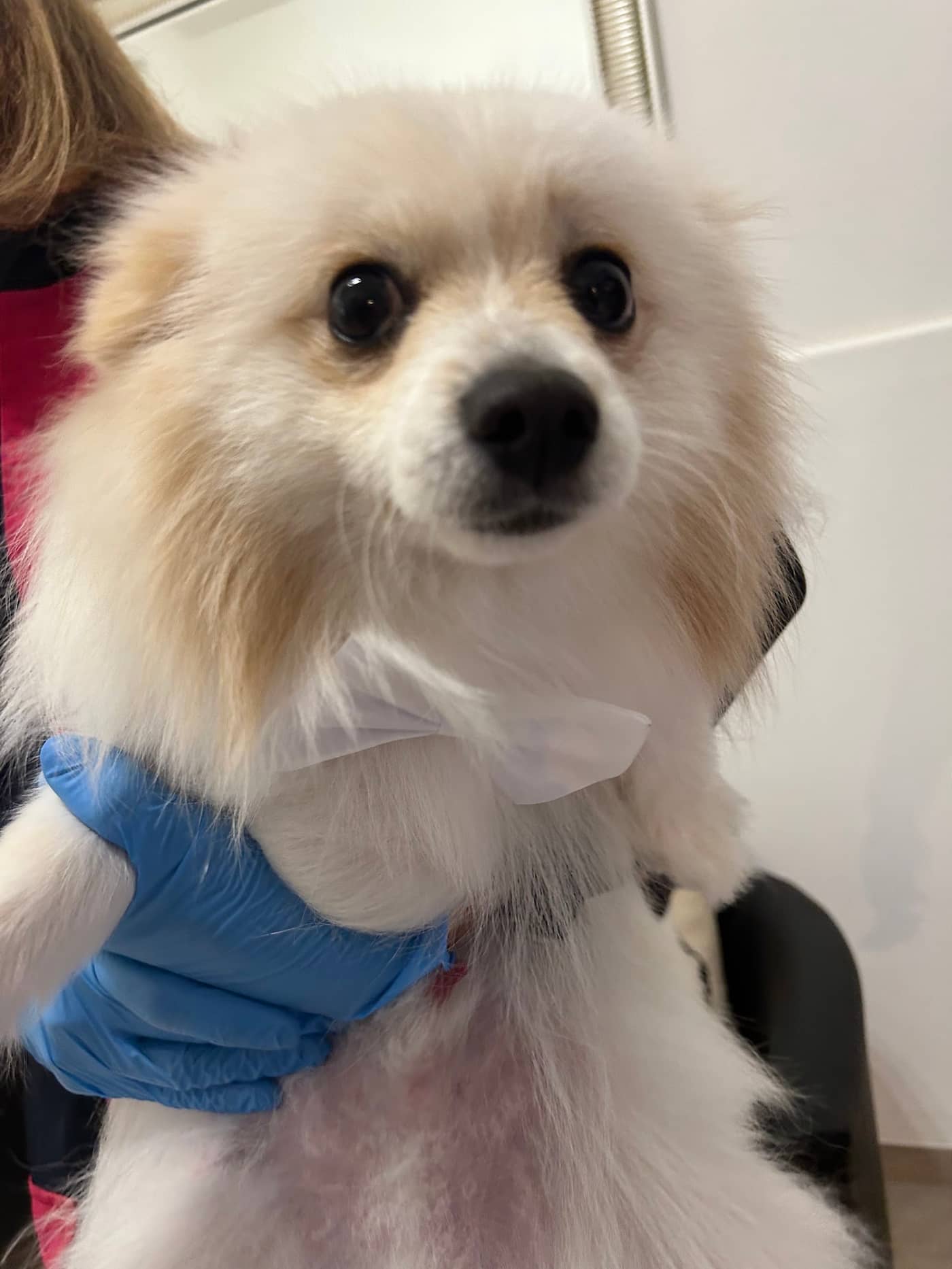 Groomer — Toelettatura e negozio per animali domestici