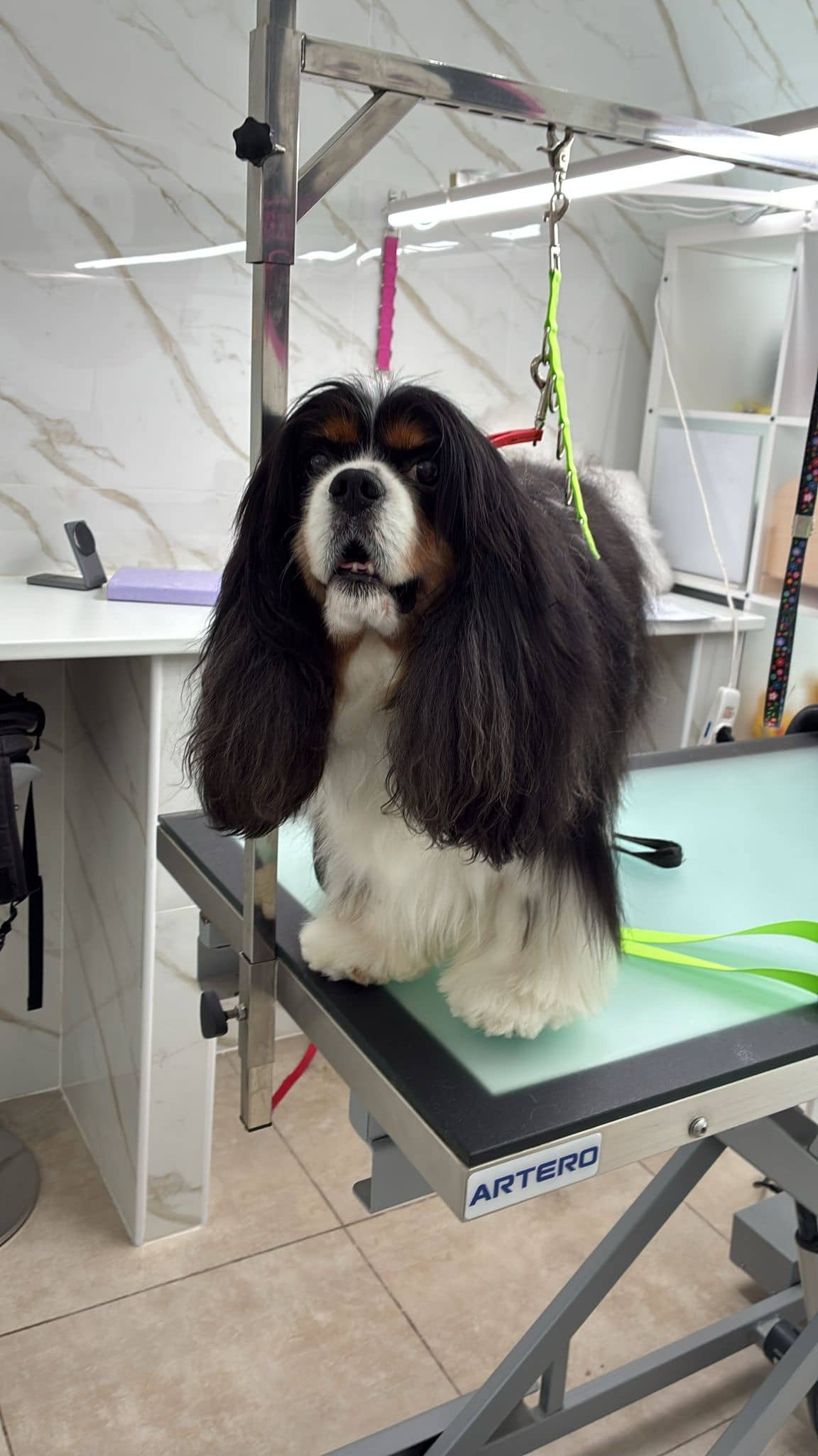 Groomer — Toelettatura e negozio per animali domestici