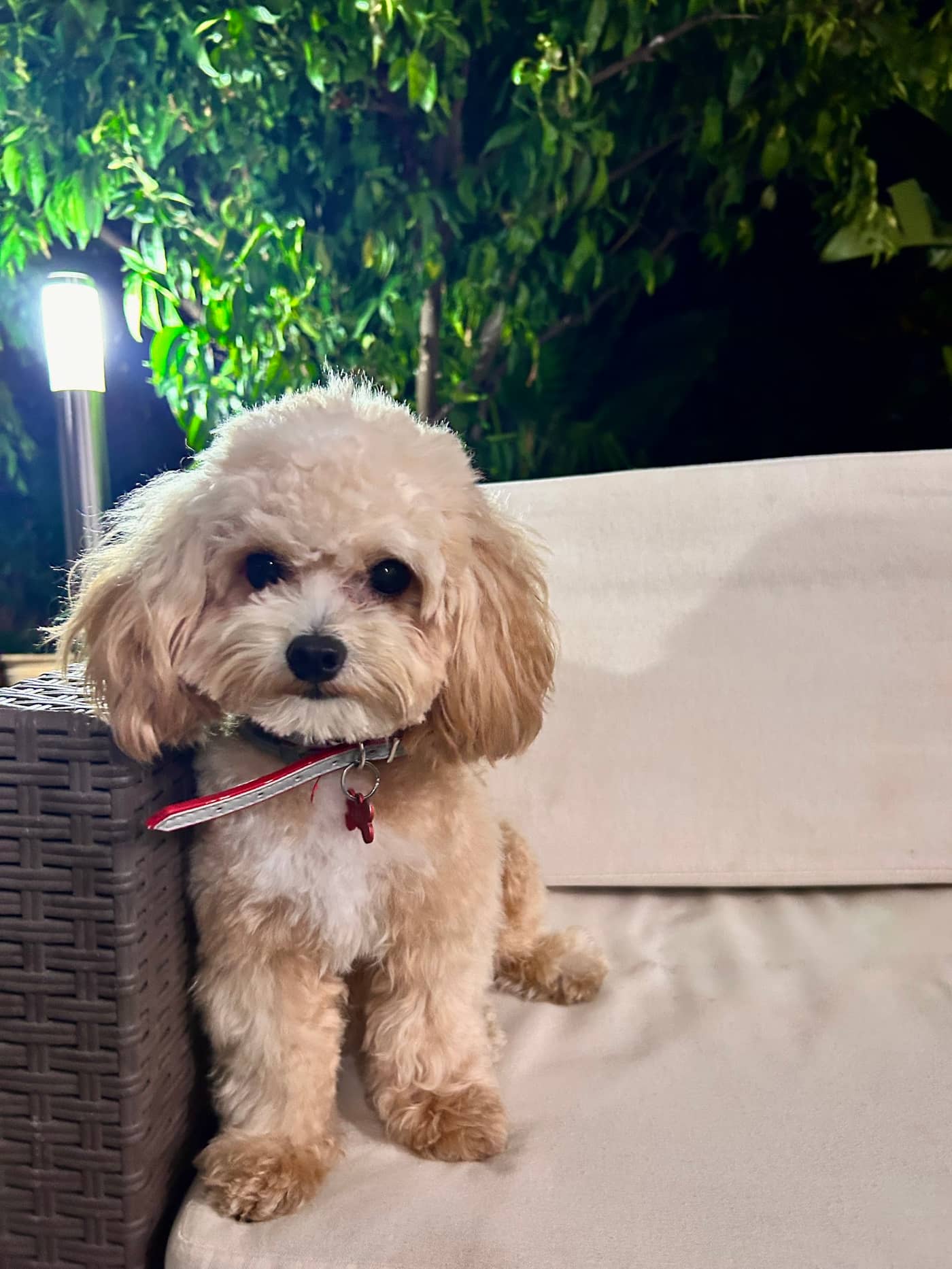 Groomer — Toelettatura e negozio per animali domestici