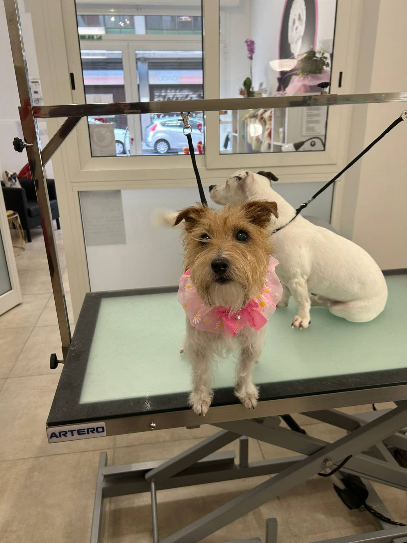 Groomer — Toelettatura e negozio per animali domestici