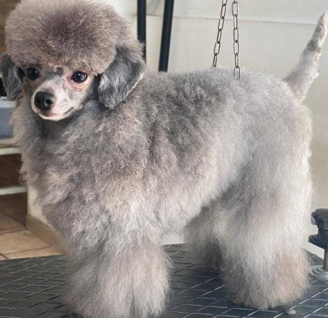 I cuccioli vanitosi toelettatura - beauty Spa — Toelettatura e beauty spa per animali domestici