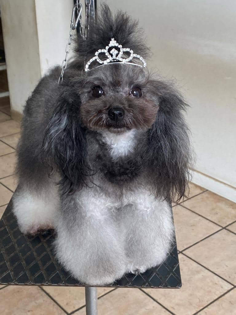 I cuccioli vanitosi toelettatura - beauty Spa — Toelettatura e beauty spa per animali domestici