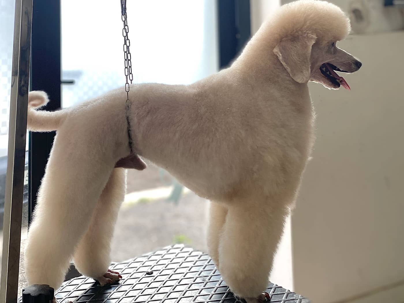 I cuccioli vanitosi toelettatura - beauty Spa — Toelettatura e beauty spa per animali domestici
