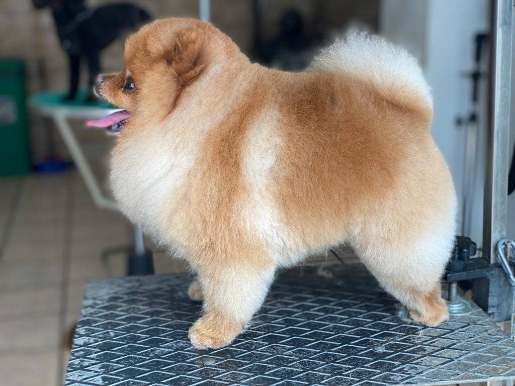 I cuccioli vanitosi toelettatura - beauty Spa — Toelettatura e beauty spa per animali domestici