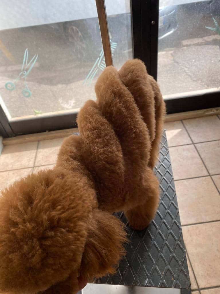 I cuccioli vanitosi toelettatura - beauty Spa — Toelettatura e beauty spa per animali domestici
