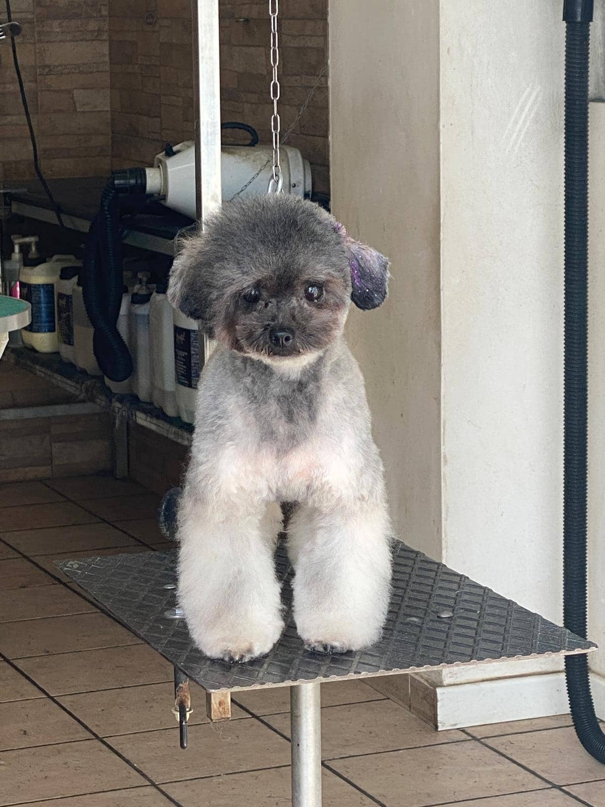 I cuccioli vanitosi toelettatura - beauty Spa — Toelettatura e beauty spa per animali domestici
