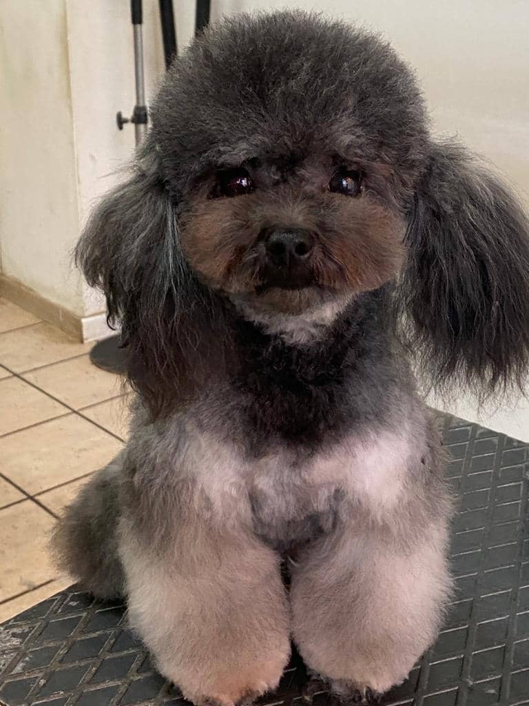 I cuccioli vanitosi toelettatura - beauty Spa — Toelettatura e beauty spa per animali domestici