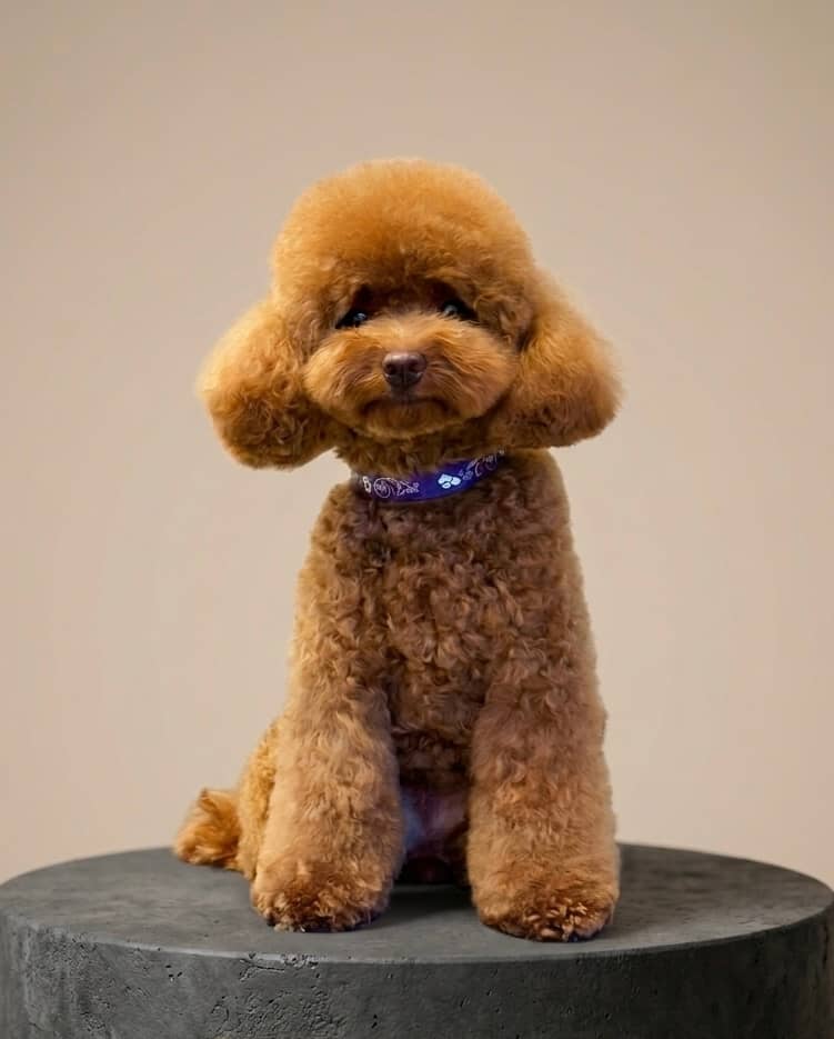 I Nostri Amici Grooming Salon — Toelettatura cani e gatti