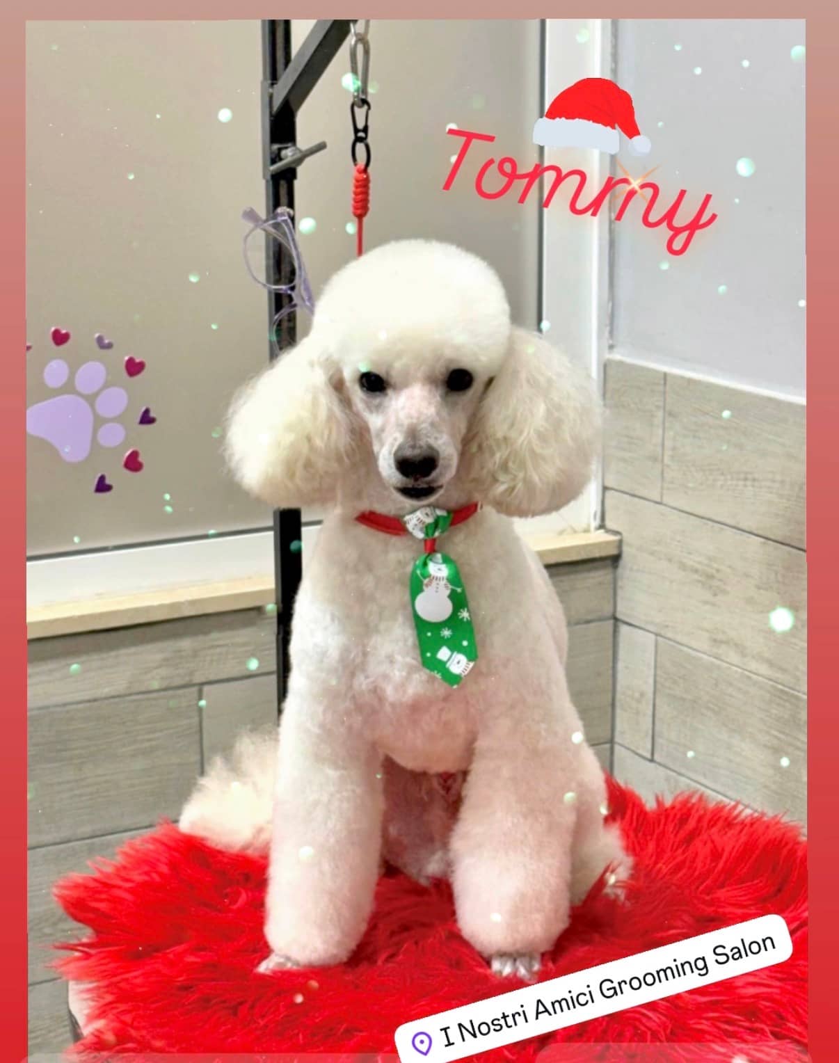 I Nostri Amici Grooming Salon — Toelettatura cani e gatti