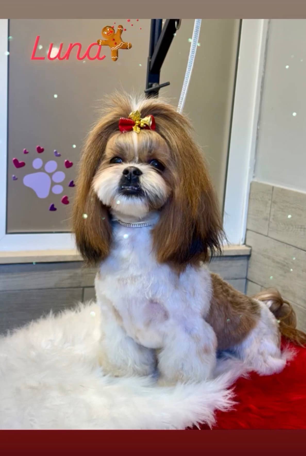 I Nostri Amici Grooming Salon — Toelettatura cani e gatti