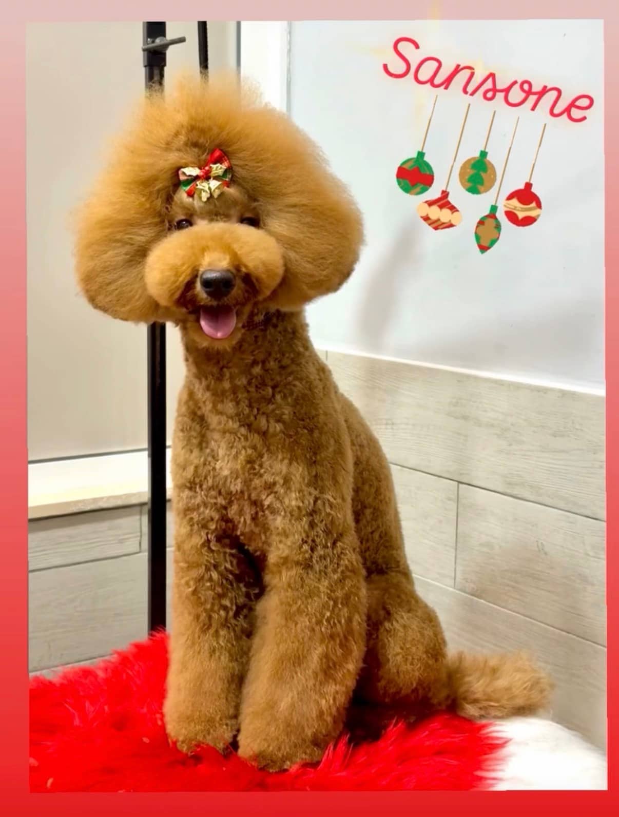 I Nostri Amici Grooming Salon — Toelettatura cani e gatti