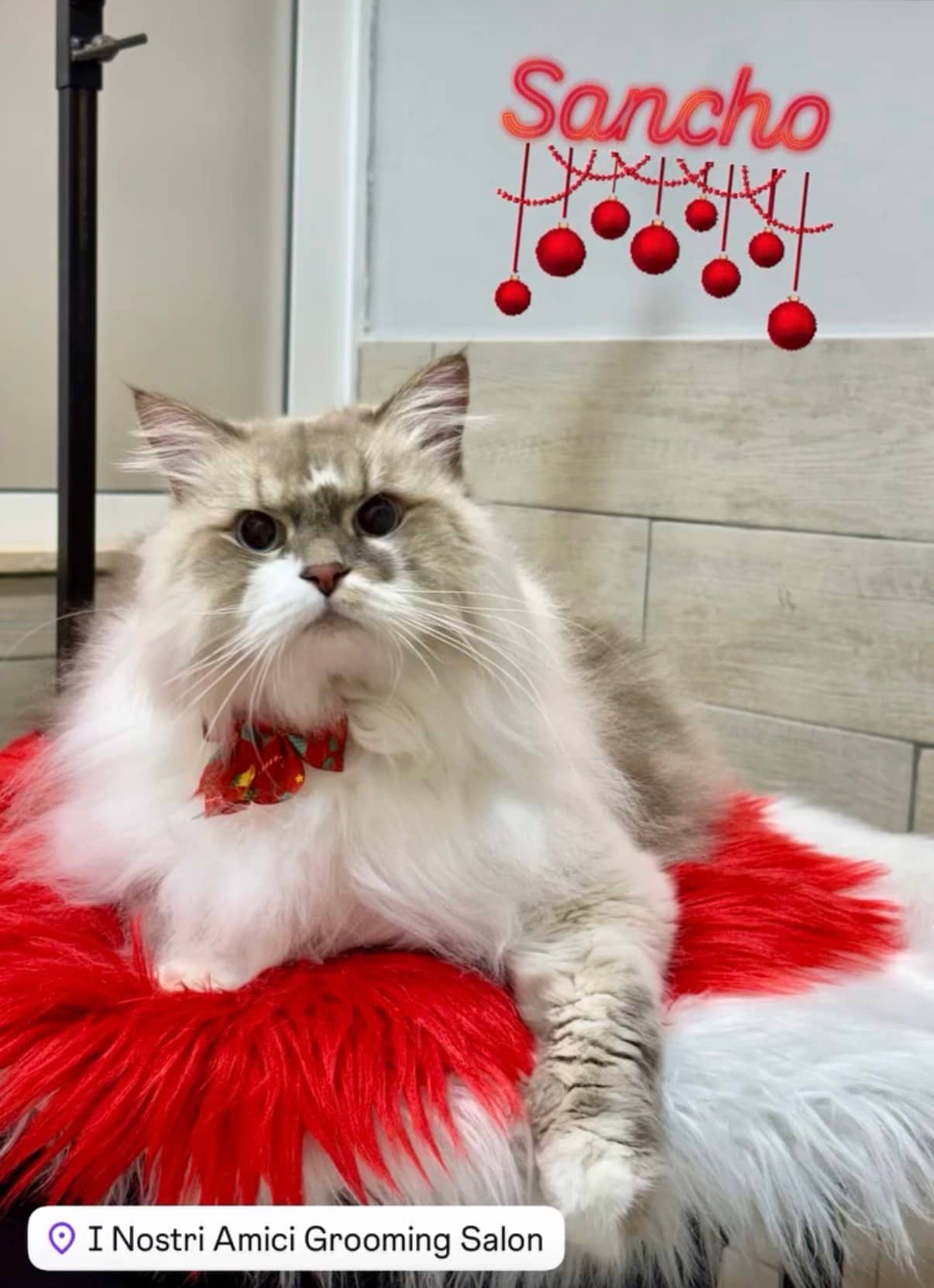 I Nostri Amici Grooming Salon — Toelettatura cani e gatti