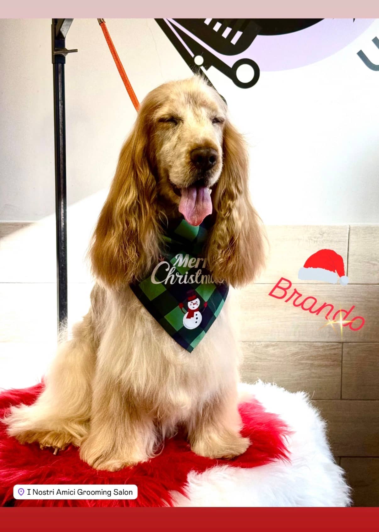 I Nostri Amici Grooming Salon — Toelettatura cani e gatti