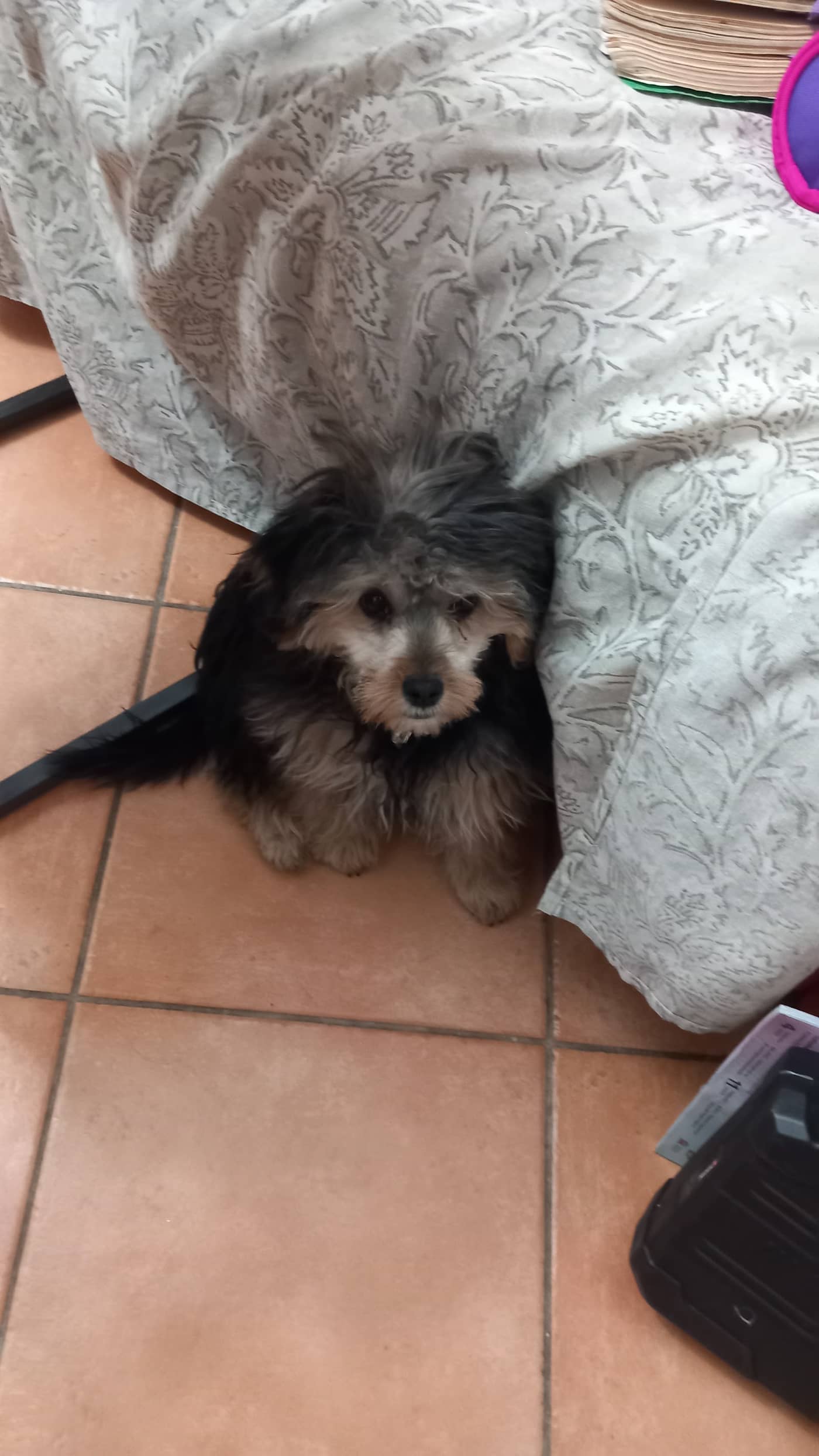 Il Salone Di Grace — Toelettatura e negozio di prodotti per animali domestici