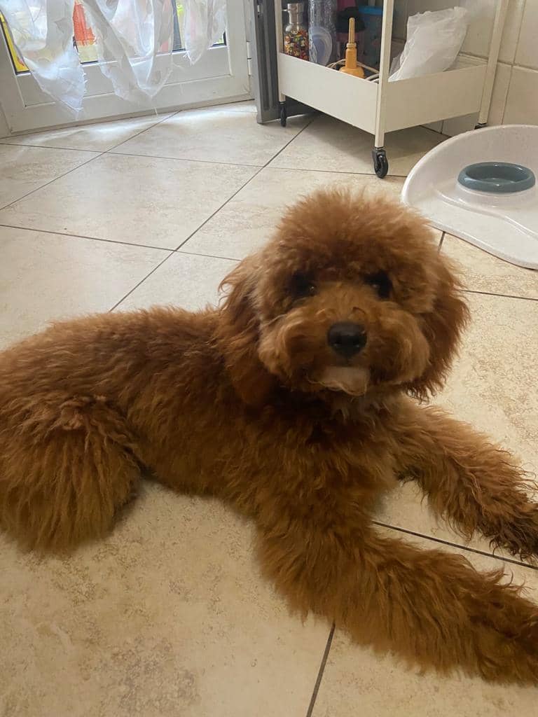 La Casa Di Trilly — Toelettatura e negozio per animali domestici