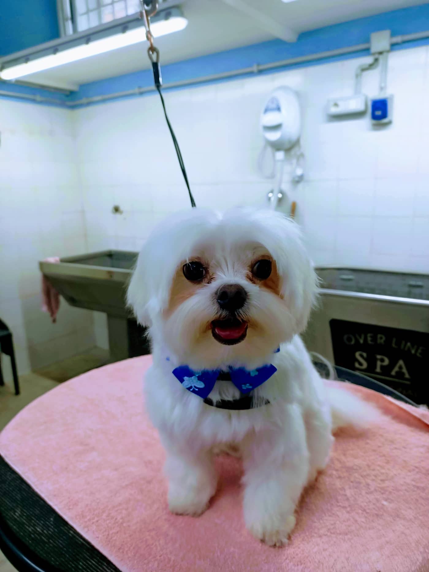 La Casa Di Trilly — Toelettatura e negozio per animali domestici