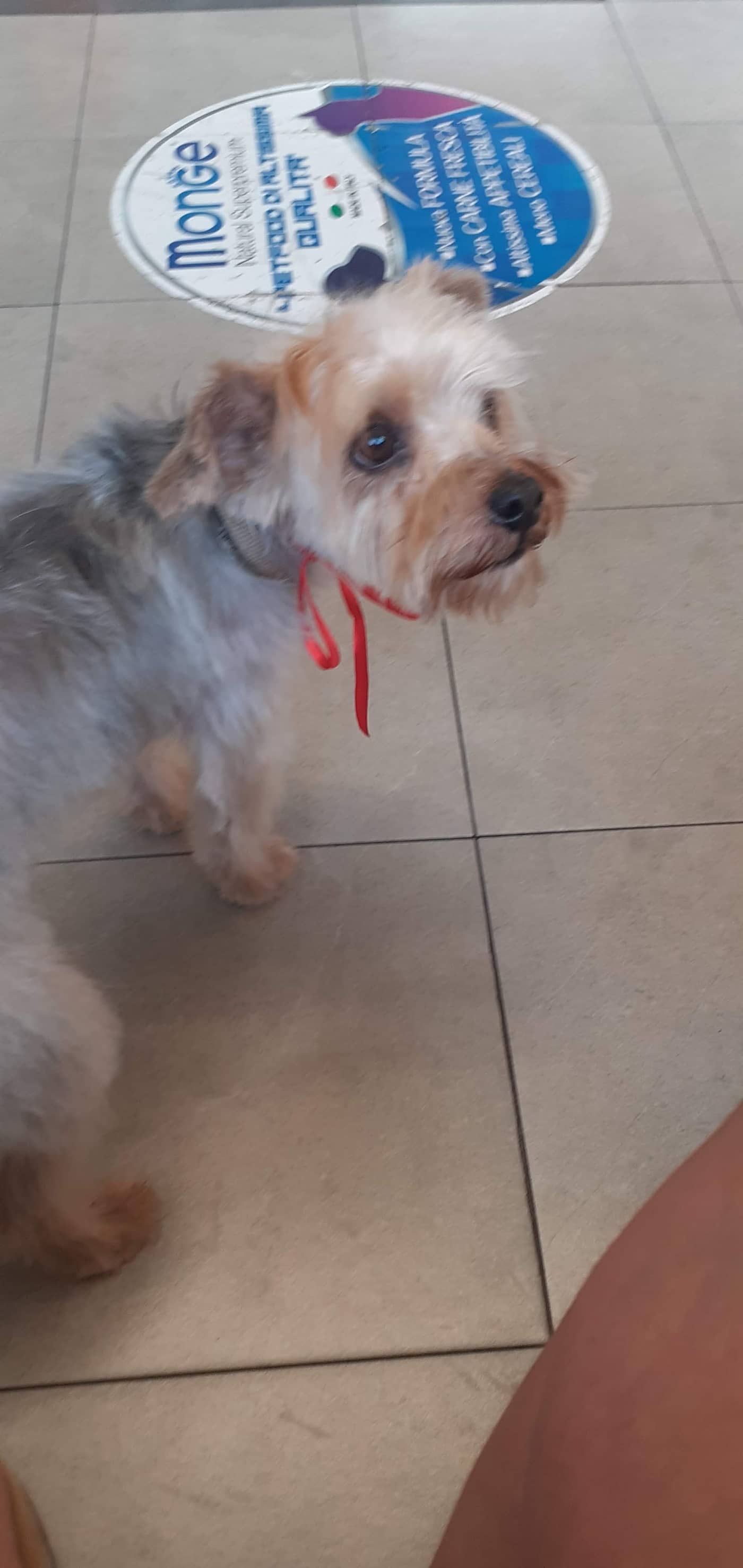 La Casa Di Trilly — Toelettatura e negozio per animali domestici