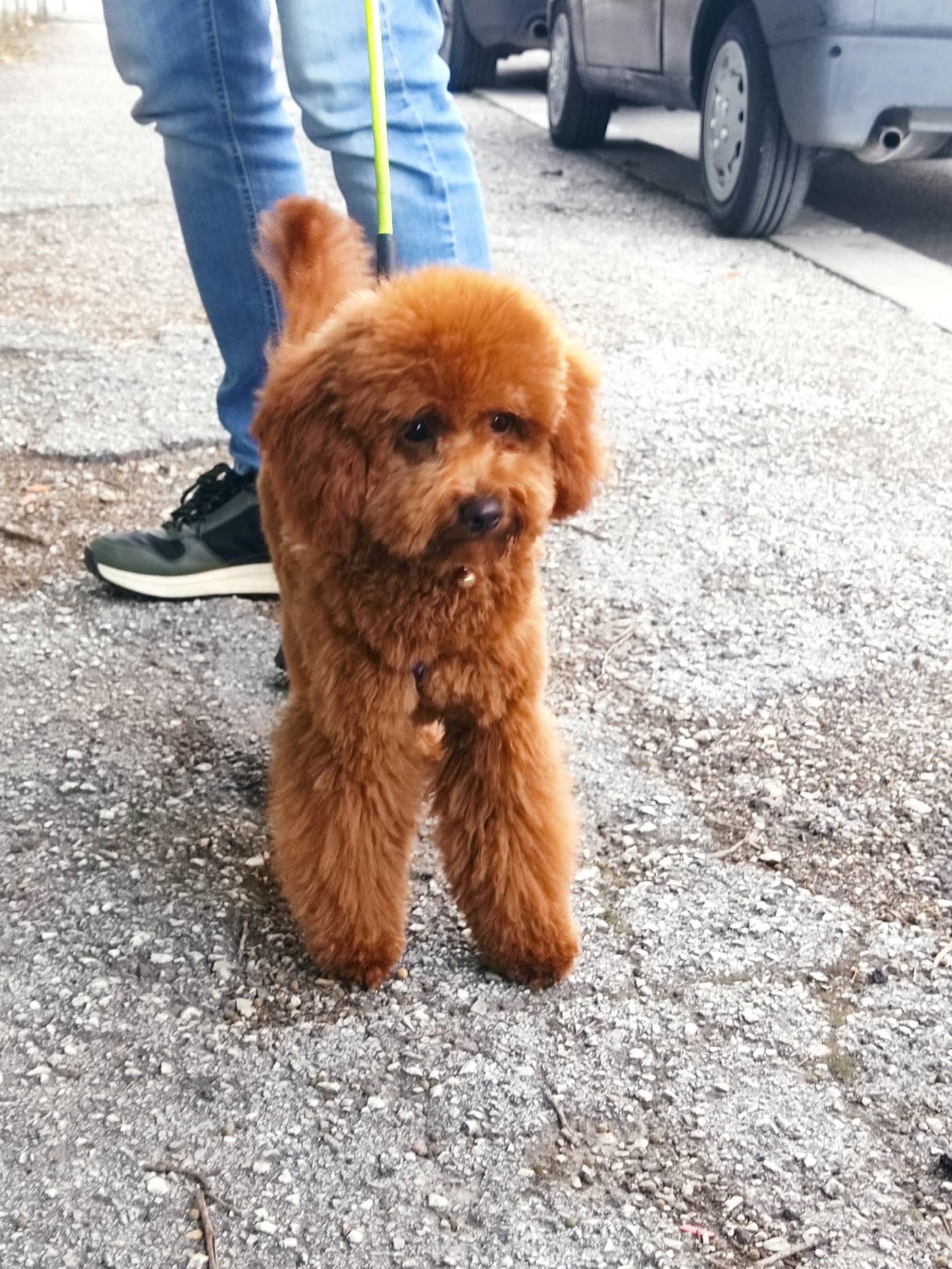 Le Code Monelle Beauty & SPA — Toelettatura cani e gatti e negozio di prodotti per animali