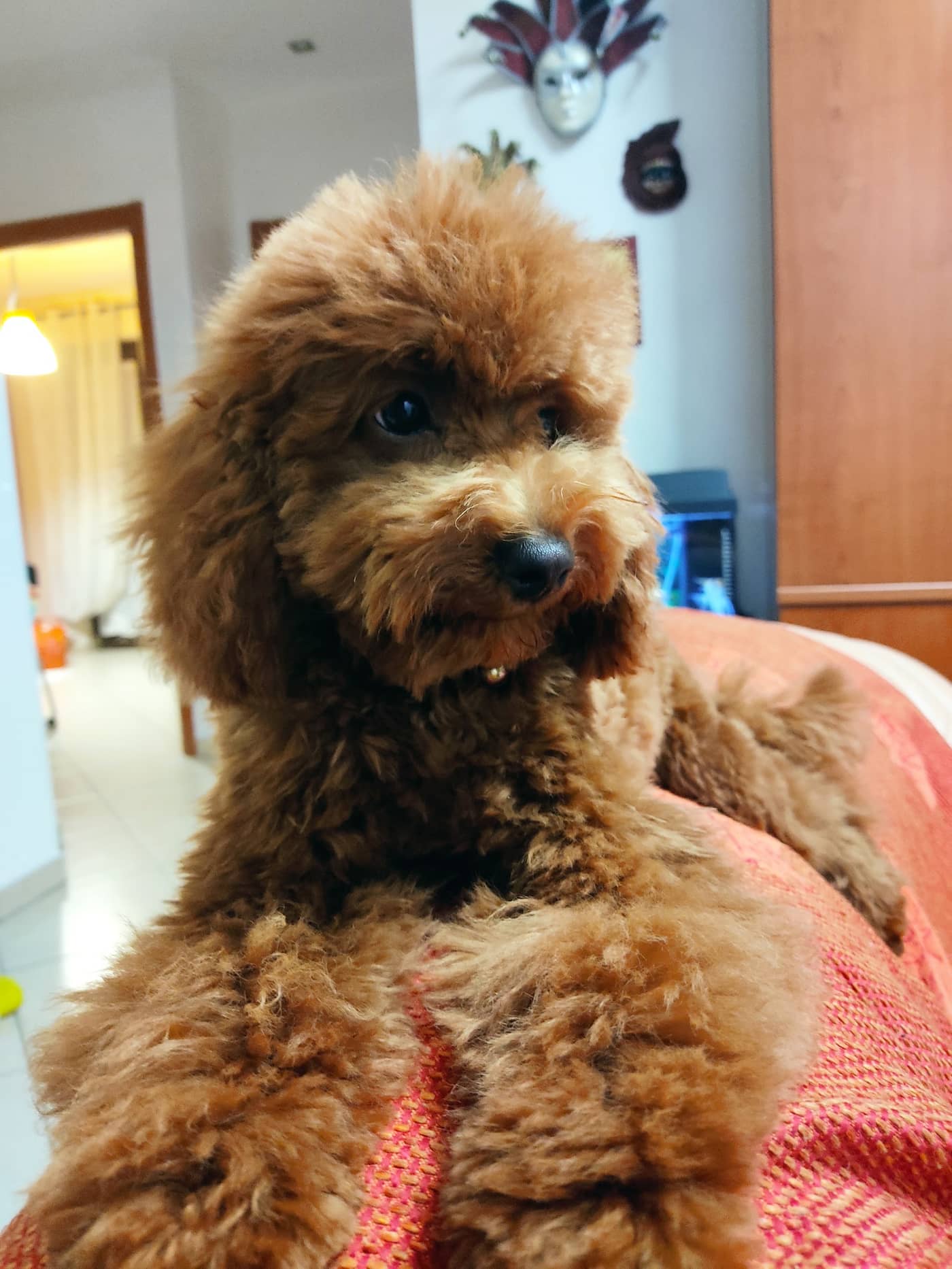 Le Code Monelle Beauty & SPA — Toelettatura cani e gatti e negozio di prodotti per animali