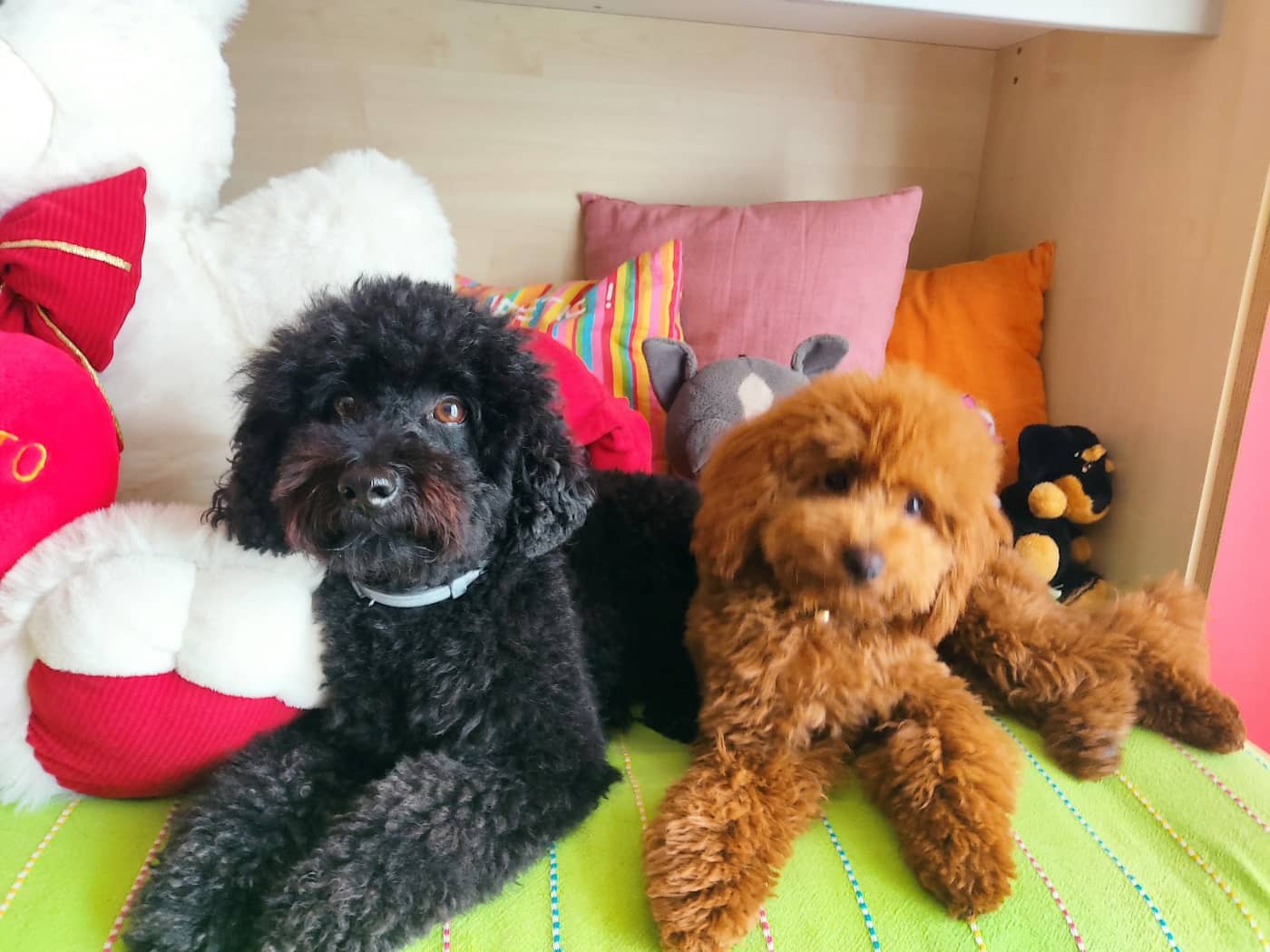 Le Code Monelle Beauty & SPA — Toelettatura cani e gatti e negozio di prodotti per animali