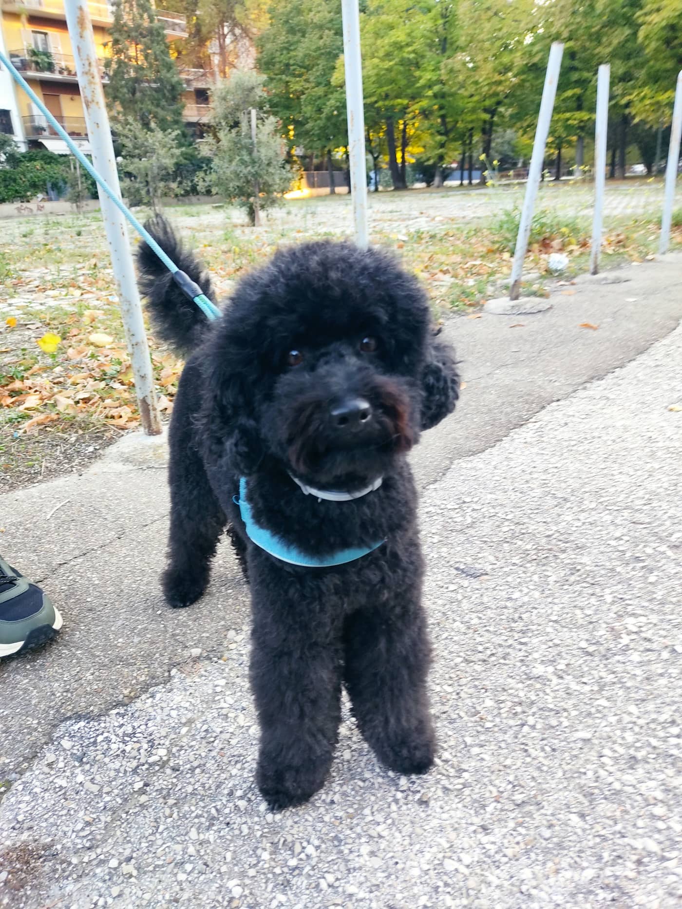 Le Code Monelle Beauty & SPA — Toelettatura cani e gatti e negozio di prodotti per animali