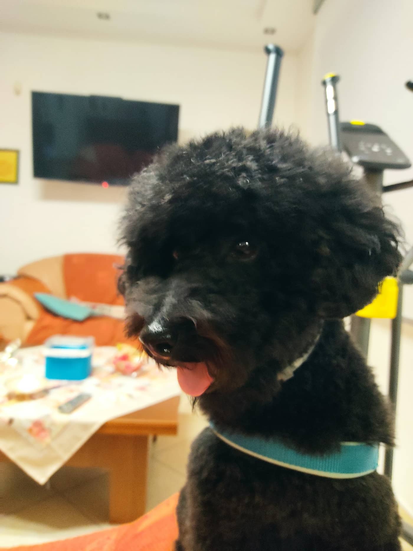 Le Code Monelle Beauty & SPA — Toelettatura cani e gatti e negozio di prodotti per animali