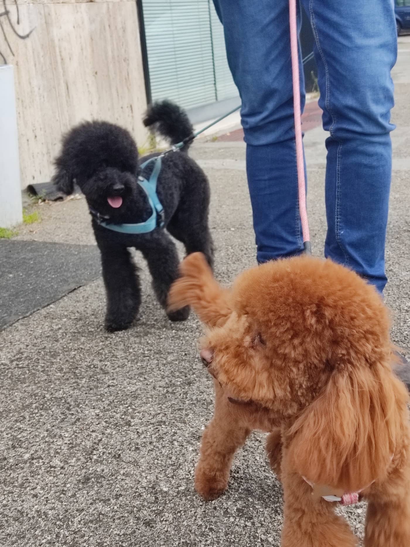 Le Code Monelle Beauty & SPA — Toelettatura cani e gatti e negozio di prodotti per animali