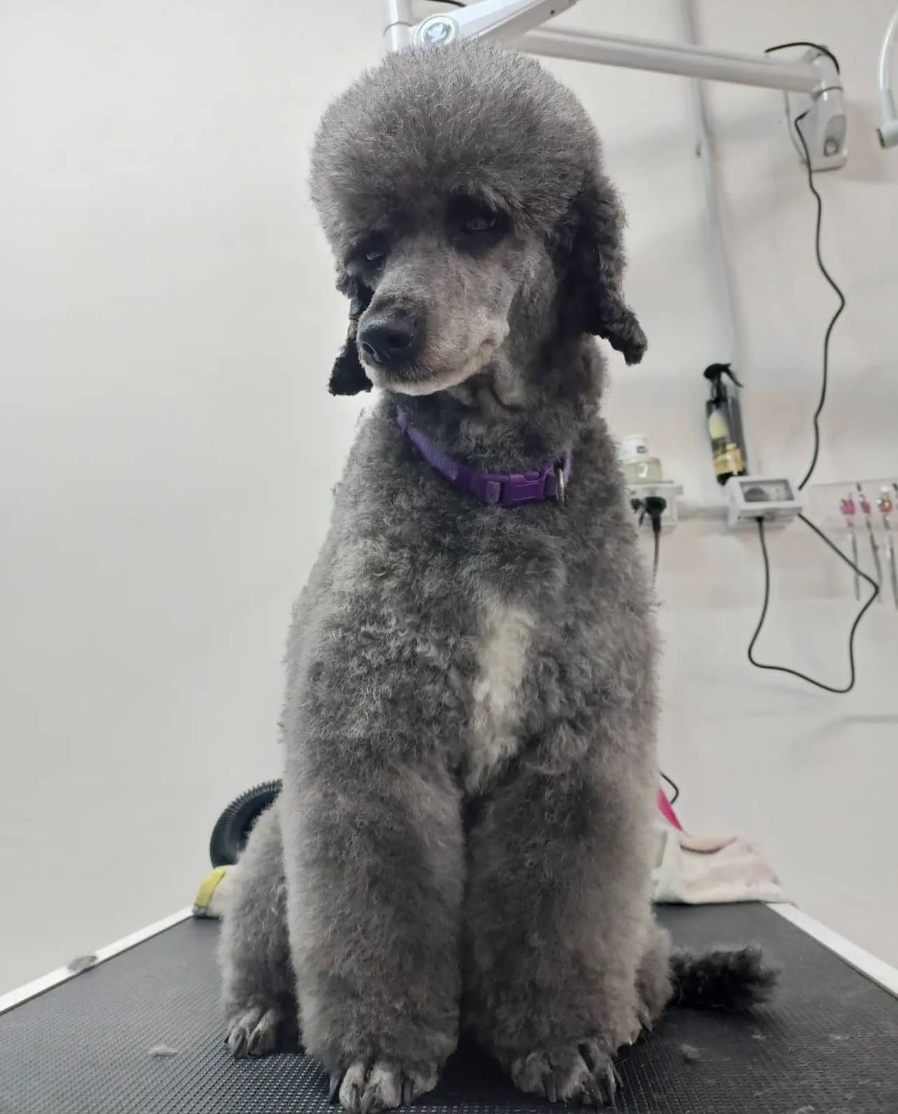 MAMI PET - Pet Shop & Toeletta — Pet shop e toelettatura cani e gatti