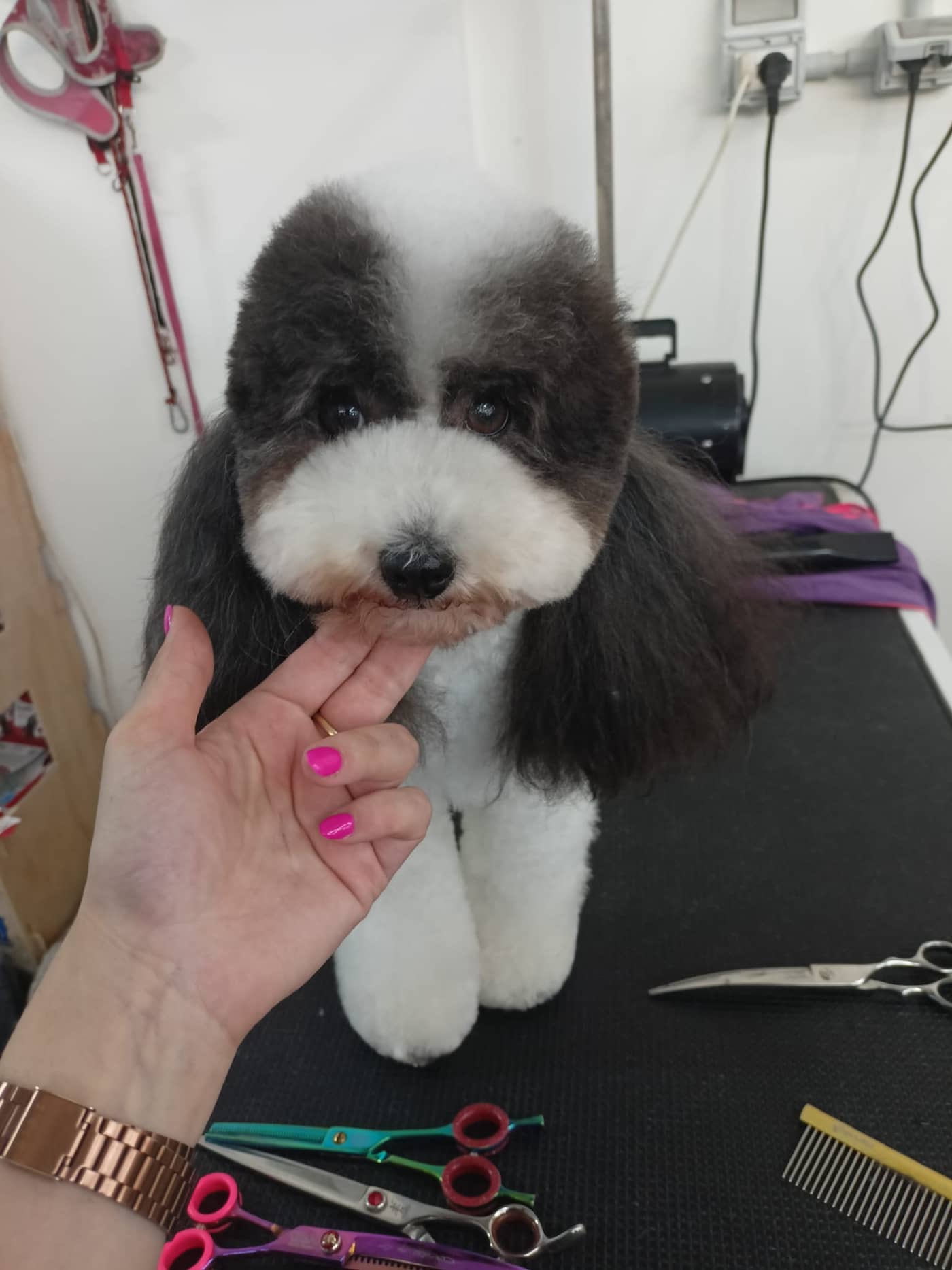 MAMI PET - Pet Shop & Toeletta — Pet shop e toelettatura cani e gatti